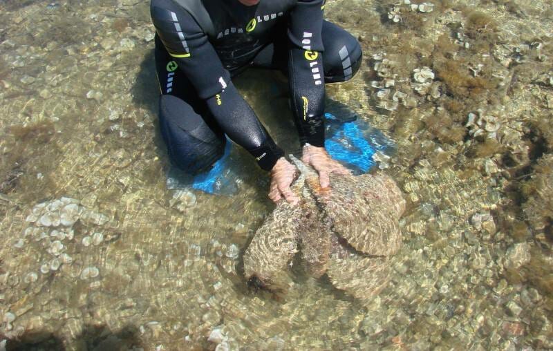 Fan Mussels diver