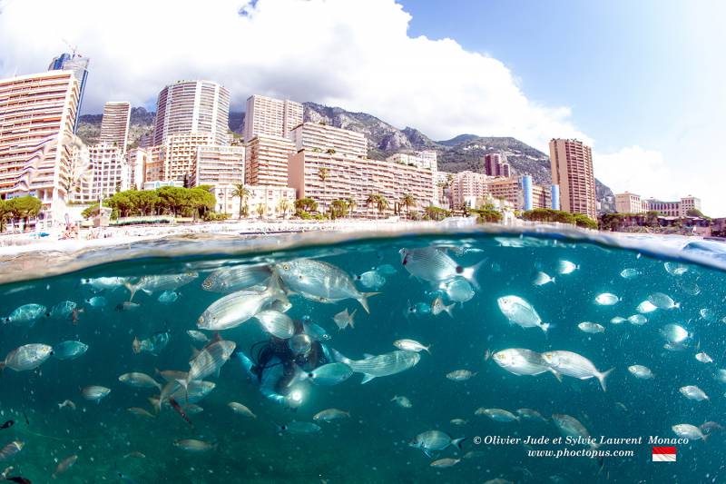 Epidemics in Mediterranean affecting Marine Life