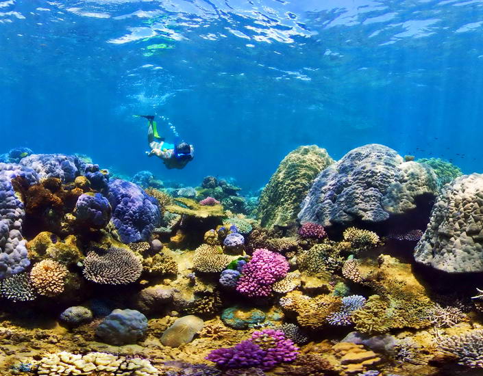 coral reef at nemou island in new caledonia
