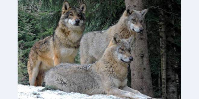 Alpha Wolf Park at Saint-Martin Vésubie: a bridge between man, ecology and wolves