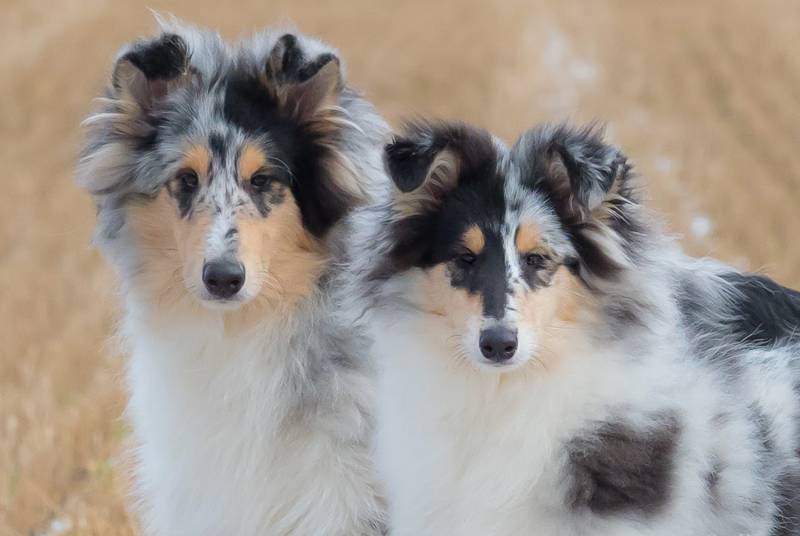 Monaco International Dog Show