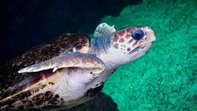 Monaco’s New Home for Sea Turtles