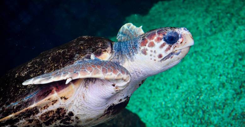 Monaco’s New Home for Sea Turtles