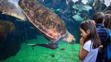 Monaco’s New Home for Sea Turtles