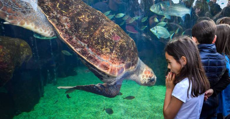 Monaco’s New Home for Sea Turtles