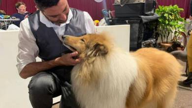 International Dog Show 2019: a «hairy» Boom in Monaco