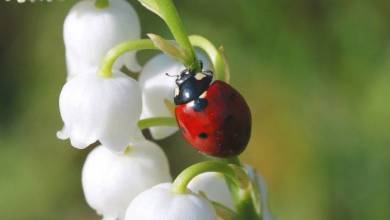 Monaco's Zoological Garden Reopens