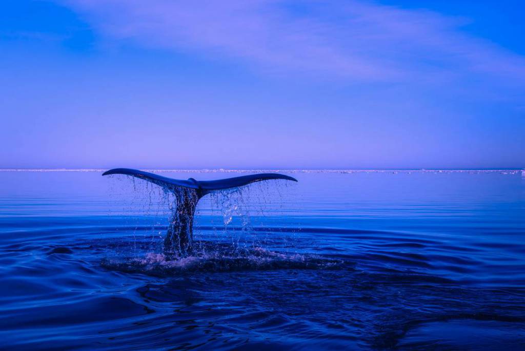 The Monaco Ocean Protection Challenge