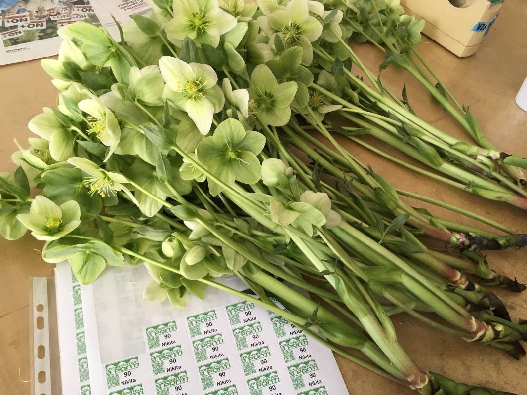 Floriculture on the Italian and French Riviera