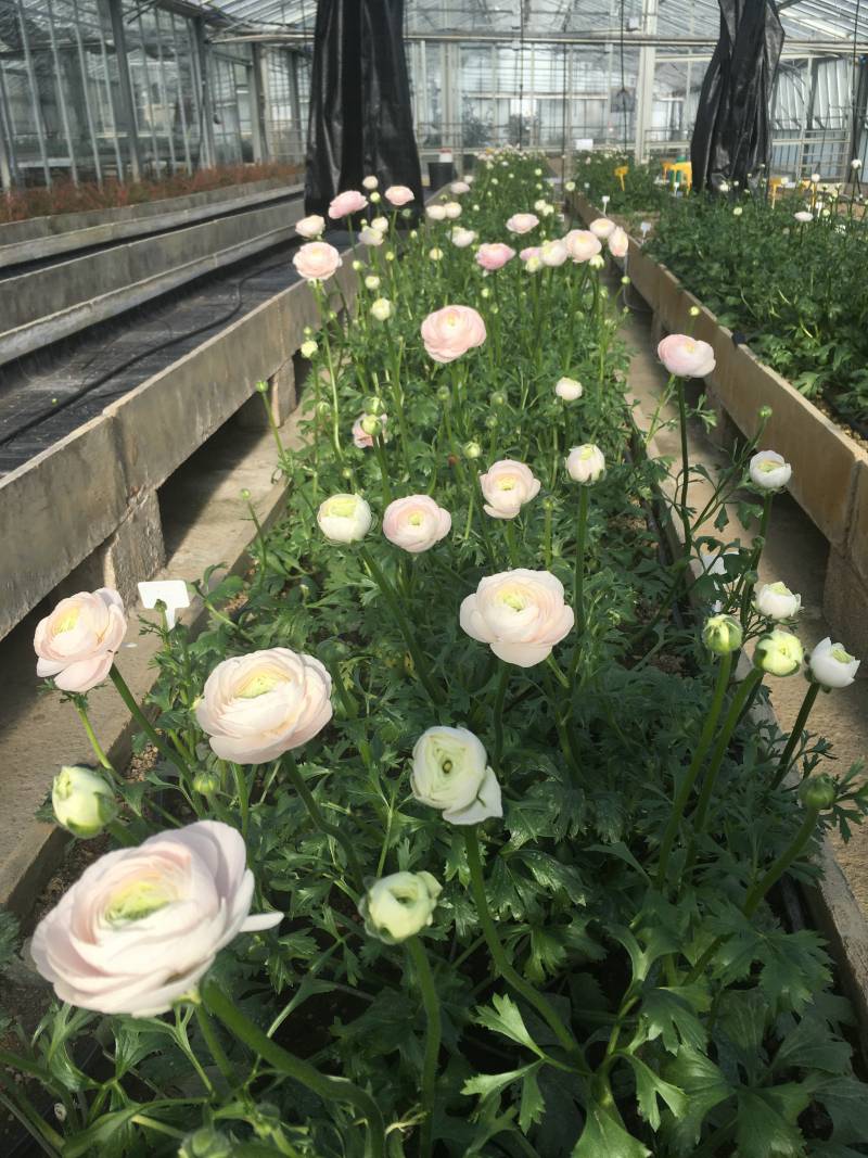 Floriculture on the Italian and French Riviera