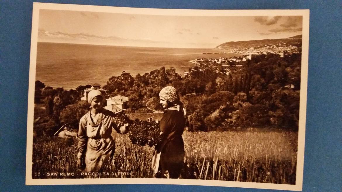 Floriculture on the Italian and French Riviera