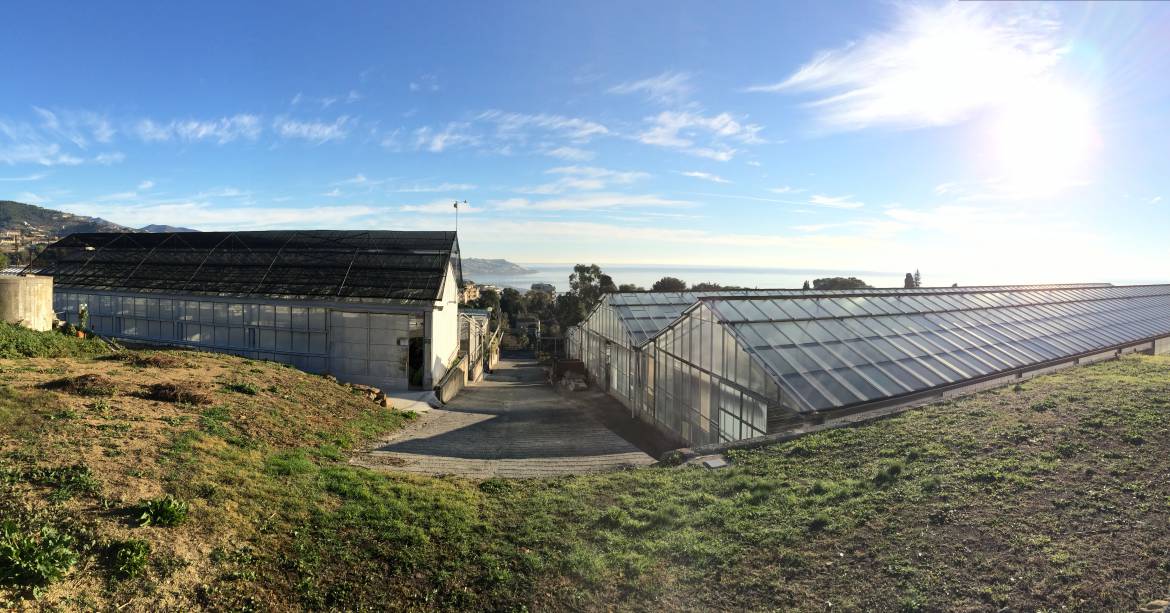 Floriculture on the Italian and French Riviera