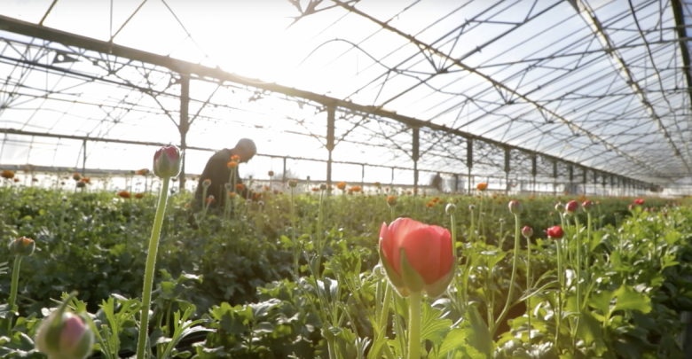 Floriculture on the Italian and French Riviera