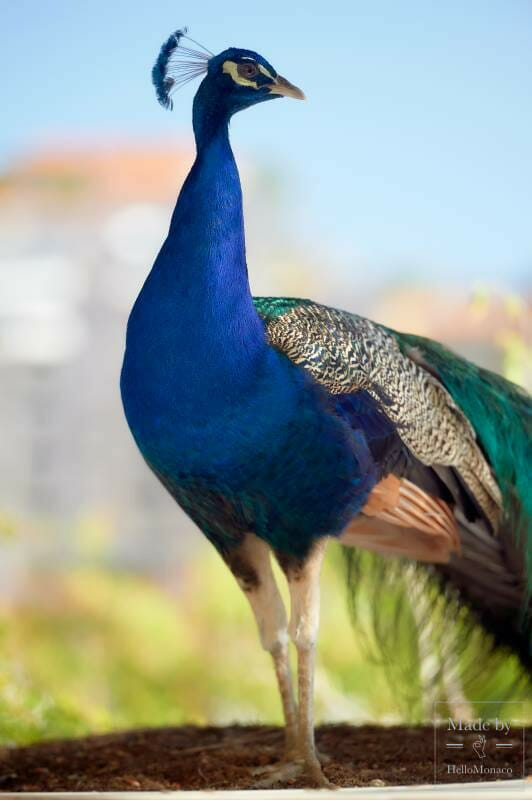 Zoological Garden of Monaco