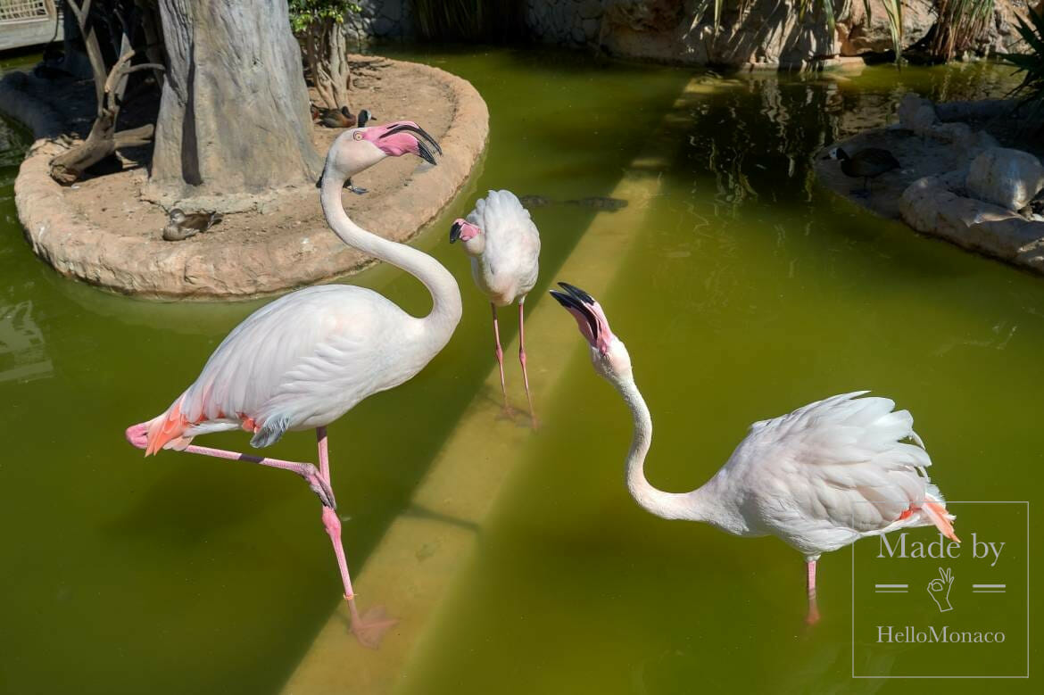 Zoological Garden of Monaco