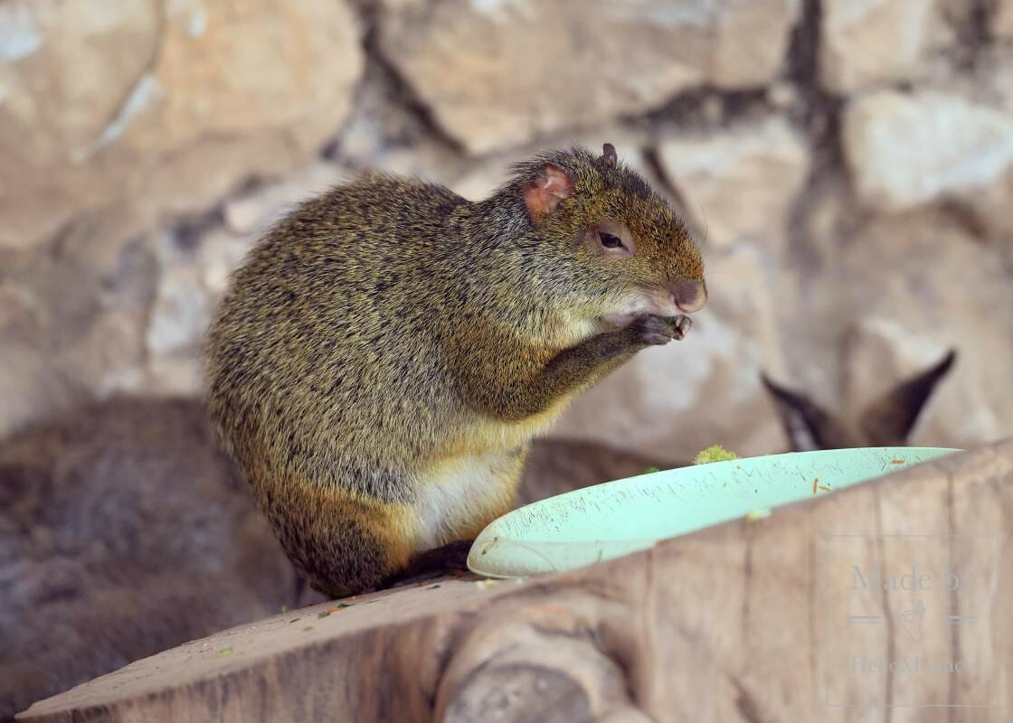 Zoological Garden of Monaco