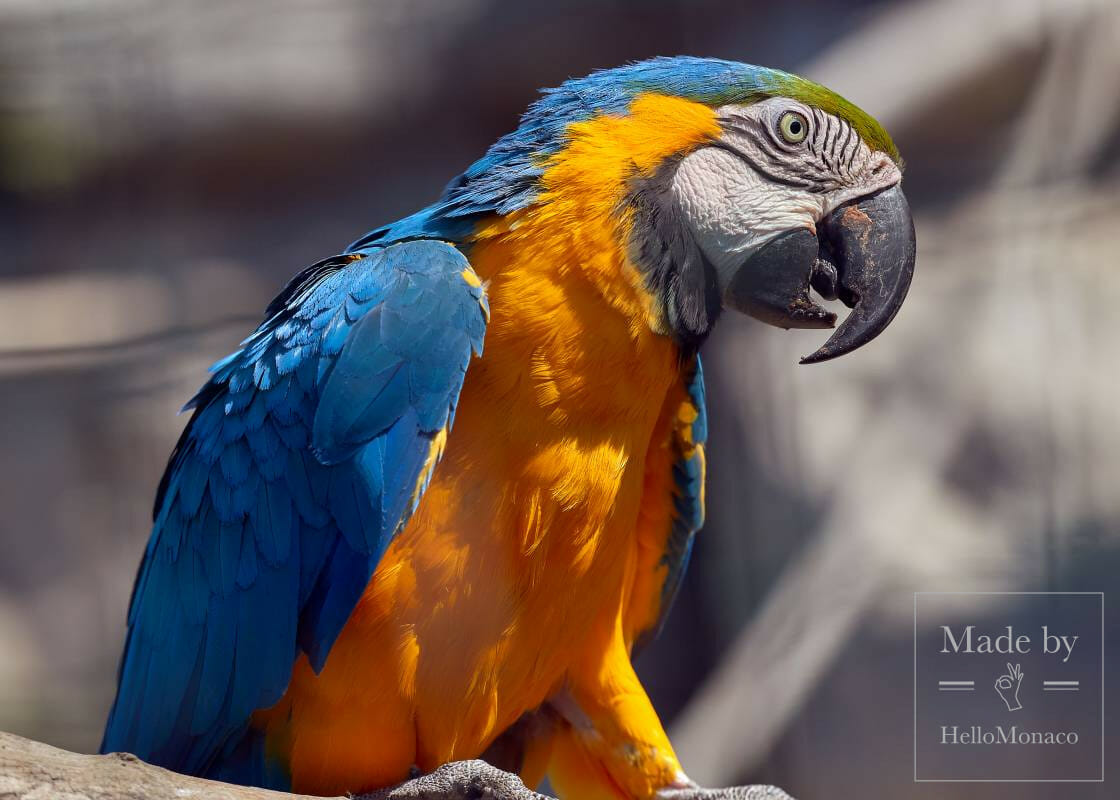 Zoological Garden of Monaco