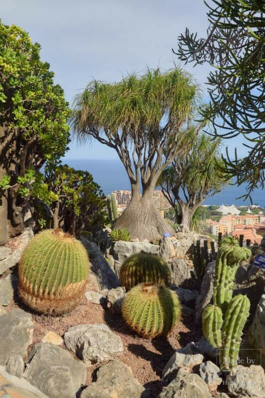 The Exotic garden