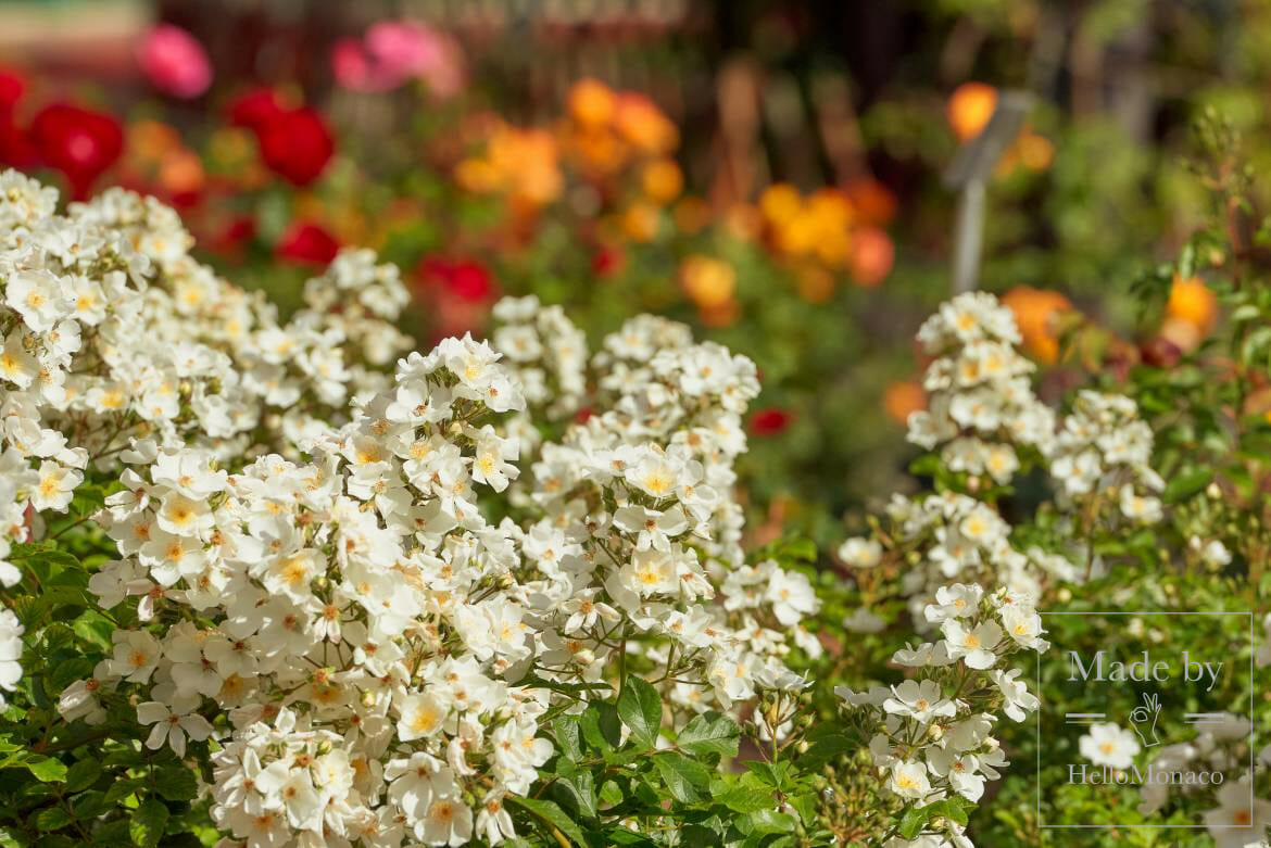 The Fontvieille Landscape Park and the Princess Grace Rose Garden