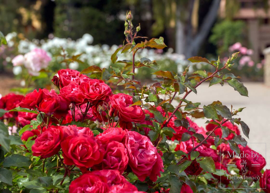 The Fontvieille Landscape Park and the Princess Grace Rose Garden