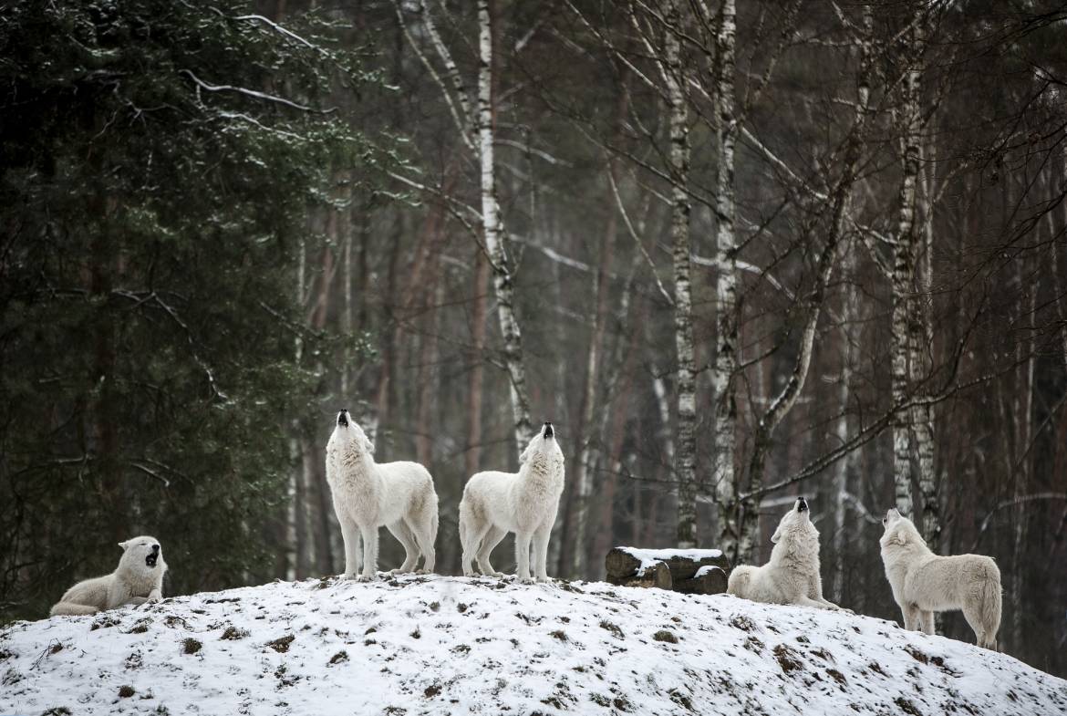 Alpha Park Wolves Loose in the Wild after Storm Alex