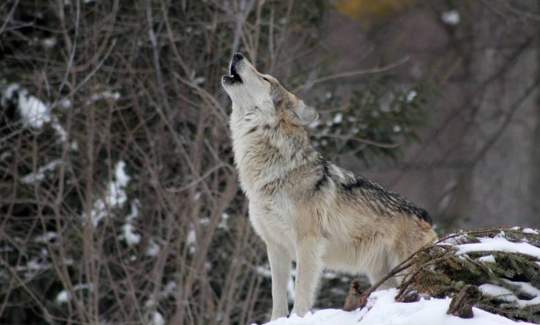 Alpha Park Wolves Loose in the Wild after Storm Alex