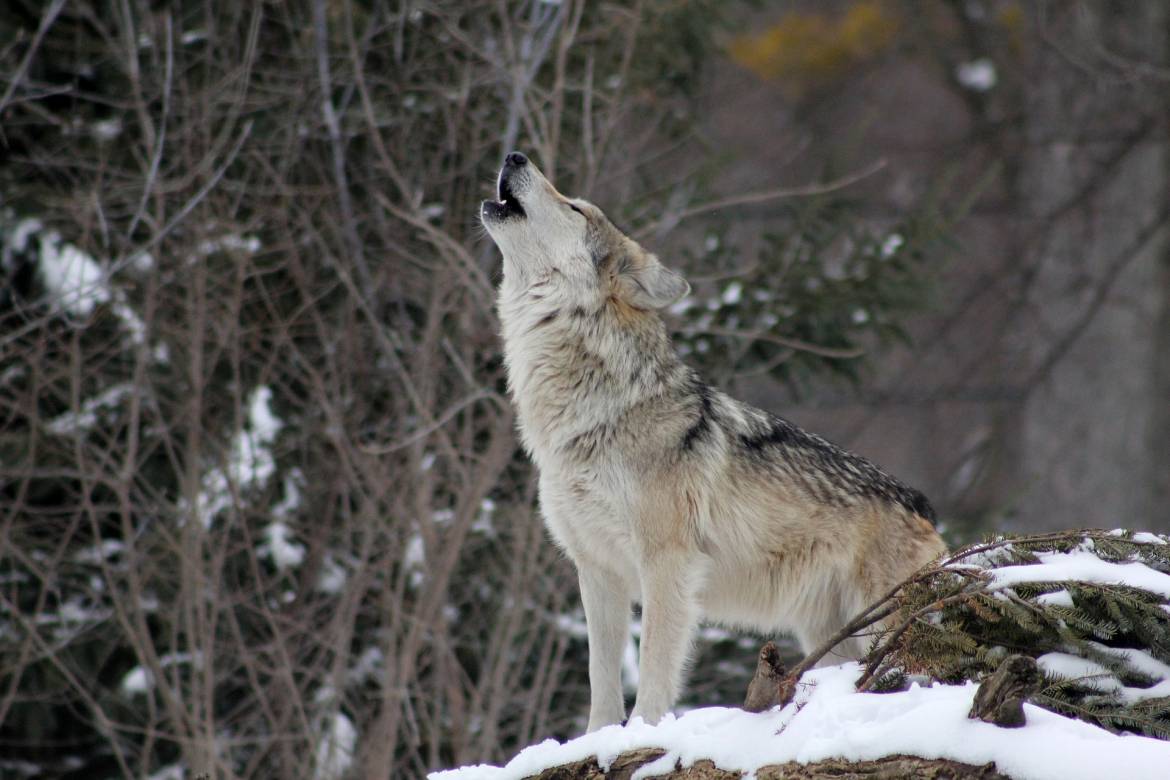 Alpha Park Wolves Loose in the Wild after Storm Alex