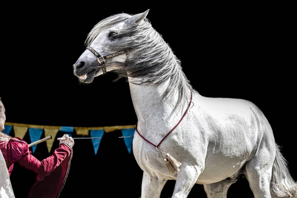The Monte-Carlo International Circus Festival Takes a Health Break in 2021