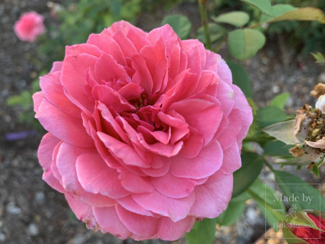 Princess Grace Kelly's Passion for Roses and Orchids