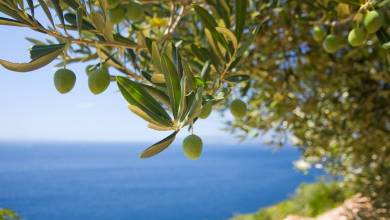 Close to 1000 Monaco Births a Year Celebrated with a Gift of Olive Trees