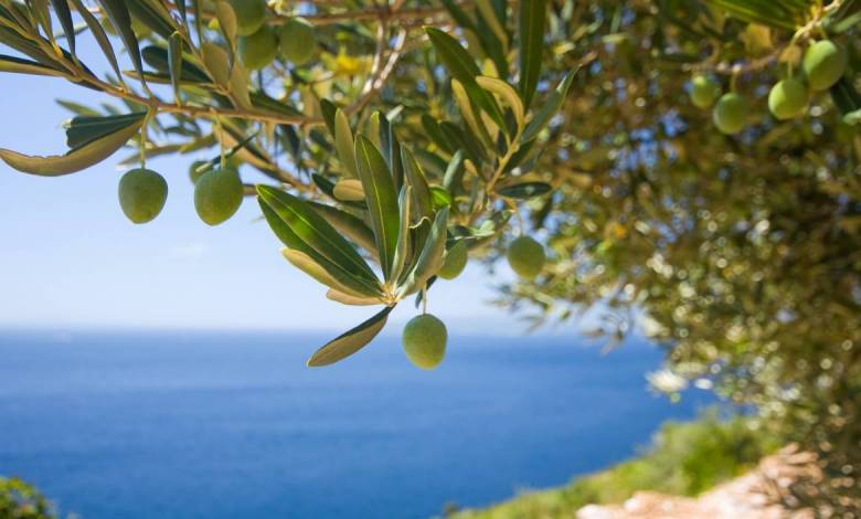Close to 1000 Monaco Births a Year Celebrated with a Gift of Olive Trees
