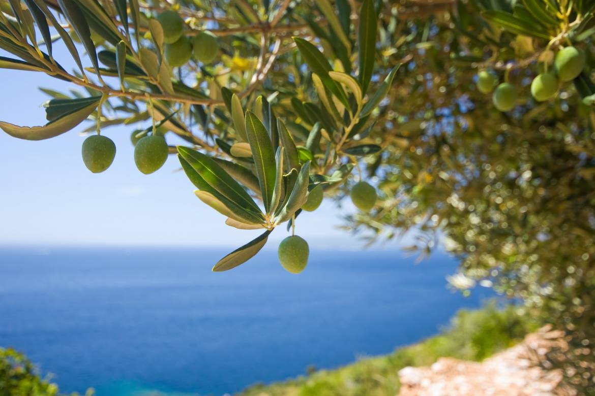 Close to 1000 Monaco Births a Year Celebrated with a Gift of Olive Trees