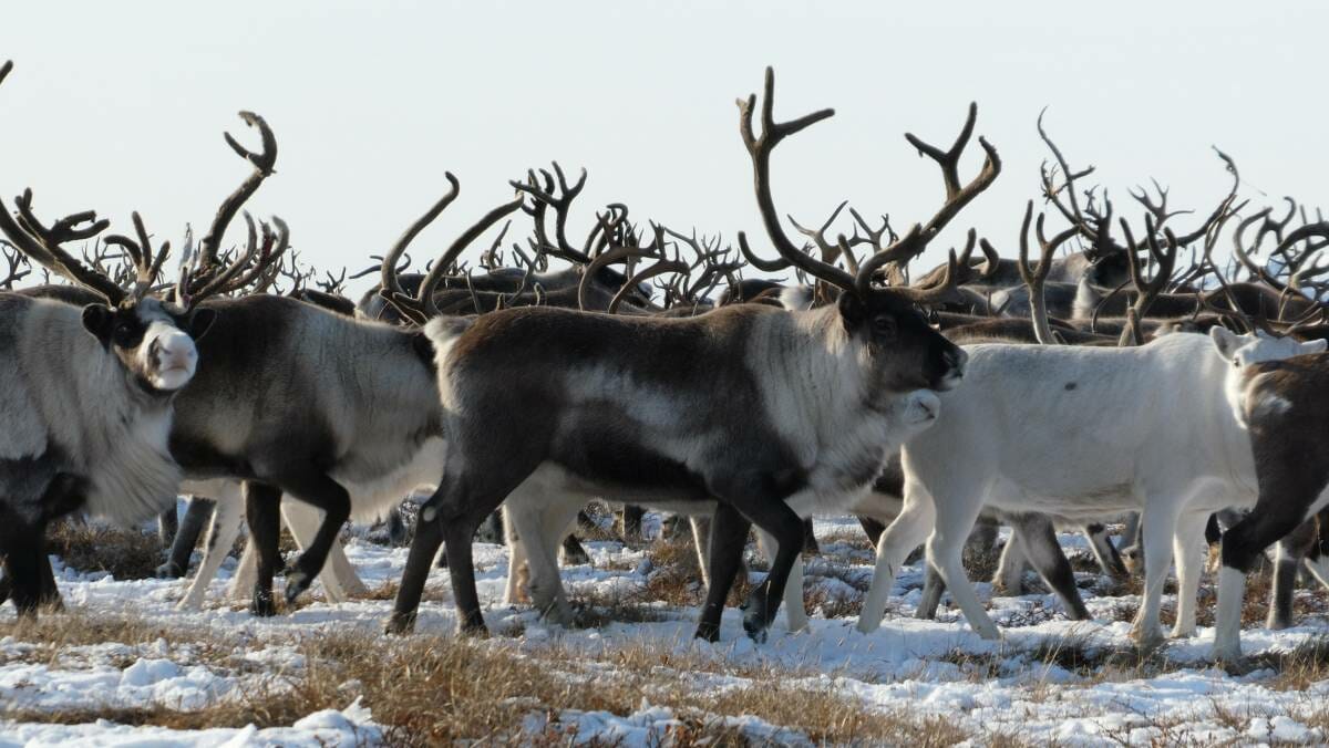 ‘Siberia’, the new filming project by Luc Jacquet goes Russian Far East to surprise and amaze