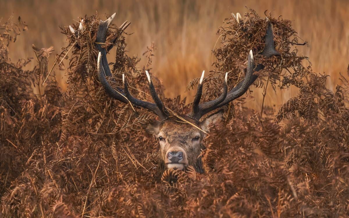 FPA2 Environmental Photography Award calls for humanity’s attention to vulnerable Beauty of Nature