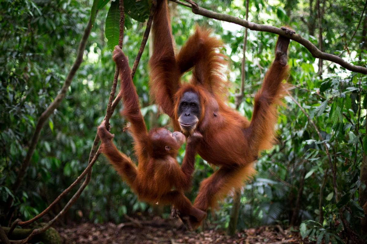 FPA2 Environmental Photography Award calls for humanity’s attention to vulnerable Beauty of Nature