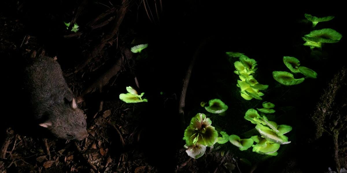 FPA2 Environmental Photography Award calls for humanity’s attention to vulnerable Beauty of Nature