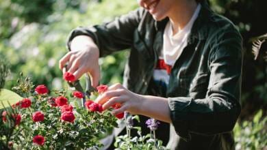 The most beautiful roses will be selected this year at the 5th International Rose Competition