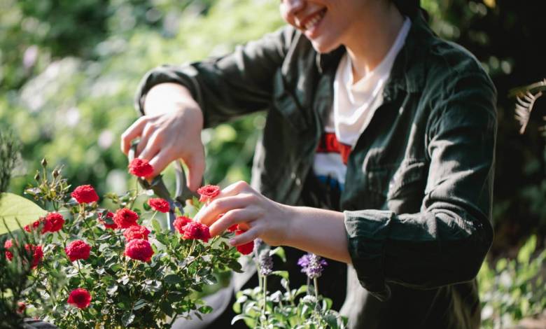 The most beautiful roses will be selected this year at the 5th International Rose Competition