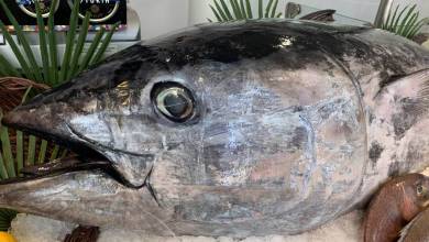 a fisherman from Monaco caught a tuna weighing 113 kg