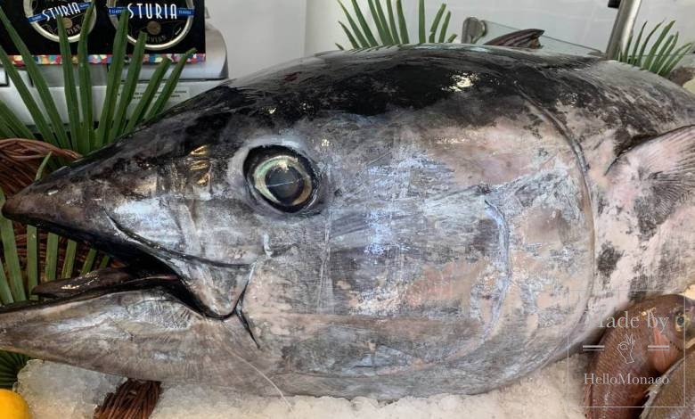 a fisherman from Monaco caught a tuna weighing 113 kg