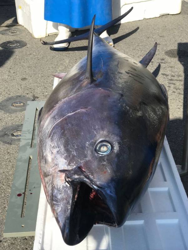 a fisherman from Monaco caught a tuna weighing 113 kg