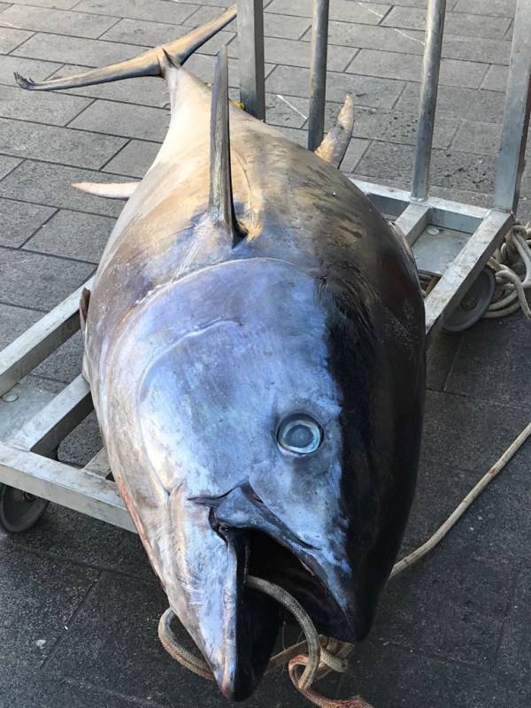 a fisherman from Monaco caught a tuna weighing 113 kg