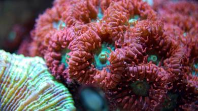 Red Coral in Port Hercule