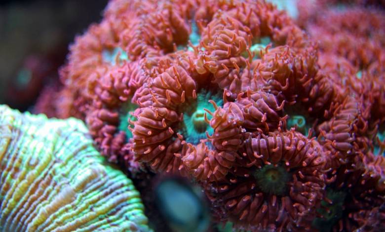 Red Coral in Port Hercule