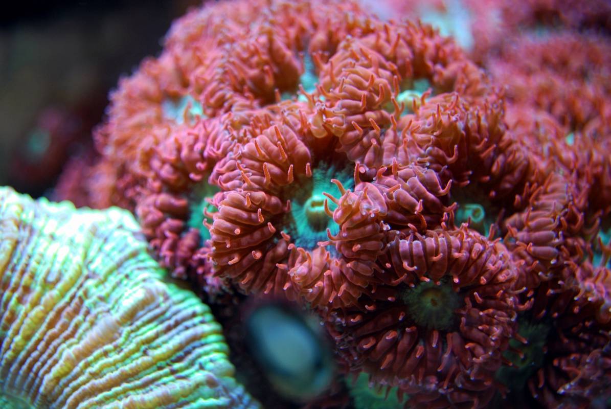 Red Coral in Port Hercule