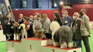 Monaco International Dog Show