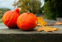 harvest