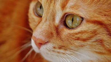 It’s the Cat’s Whiskers: Monaco’s International Cat Show