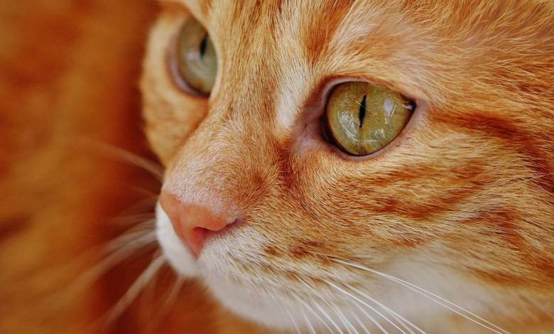 It’s the Cat’s Whiskers: Monaco’s International Cat Show