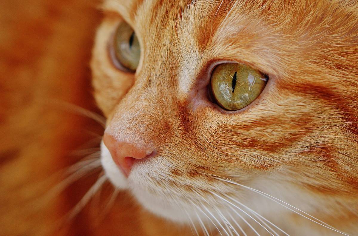 It’s the Cat’s Whiskers: Monaco’s International Cat Show